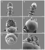 Neocollyris (Neocollyris) anichtchenkoi Medina & Mapile, 2023