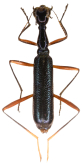 Neocollyris (Neocollyris) chloroptera (Chaudoir, 1860)