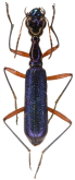 Neocollyris (Neocollyris) emarginata (Dejean, 1825)