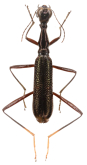 Neocollyris (Neocollyris) labiomaculata (Horn, 1892)