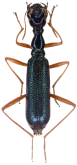 Neocollyris (Neocollyris) lucidipes Naviaux, 2008