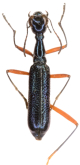 Neocollyris (Neocollyris) samosirensis Naviaux, 1994