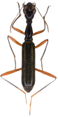 Neocollyris (Neocollyris) thomsoni (Horn, 1894)