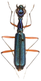 Neocollyris (Neocollyris) variipalpis (Horn, 1896)
