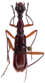 Neocollyris (Pachycollyris) aptera apicalis (Chaudoir, 1864)