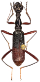 Neocollyris (Pachycollyris) bicolor (Horn, 1902)