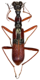 Neocollyris (Pachycollyris) feae (Horn, 1893)