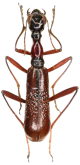 Neocollyris (Pachycollyris) foveifrons (Horn, 1901)