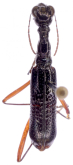 Neocollyris (Pachycollyris) purpurea (Horn, 1895)