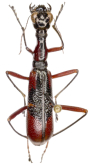 Neocollyris (Pachycollyris) smithi (Chaudoir, 1864)