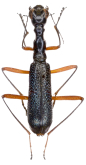 Neocollyris (Pachycollyris) tuberculata (Macleay, 1825)