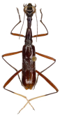Neocollyris (Stenocollyris) constricticollis (Horn, 1909)