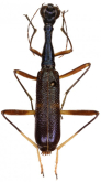 Neocollyris (Stenocollyris) dohertyi (Horn, 1895)