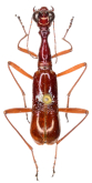 Neocollyris (Stenocollyris) glabrogibbosa (Horn, 1929)