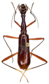 Neocollyris (Stenocollyris) sarawakensis macrodera (Chaudoir, 1864)