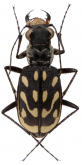 Neolaphyra leucosticta (Fairmaire, 1859)