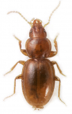 Nesamblyops sp.