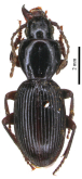 Nesosteropus breiti Giachino, Allegro, Picciau & Vailati, 2025