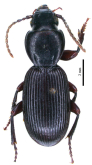 Nesosteropus confusus Giachino, Allegro, Picciau & Vailati, 2025