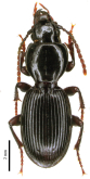 Nesosteropus continentalis (Breit, 1923)