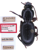 Steropus ovicollis Reitter, 1884