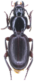 Nesosteropus diadochos (Lutshnik, 1915)