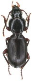 Nesosteropus euboicus Giachino, Allegro, Picciau & Vailati, 2025