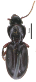 Nesosteropus montisochae Giachino, Allegro, Picciau & Vailati, 2025