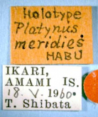 Nipponagonum meridies (Habu, 1975)