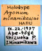 Nipponagonum minamikawai (Habu, 1959)