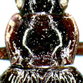 Nebria (Nippononebria) kyushuensis Habu, 1958 (Pronotum)