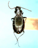 Nebria (Nippononebria) pusilla pusilla (as teres Habu, 1958)
