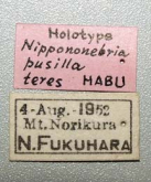 Nebria (Nippononebria) pusilla teres Habu, 1958 (Lable)