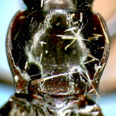 Nebria (Nippononebria) pusilla pusilla (as teres Habu, 1958)