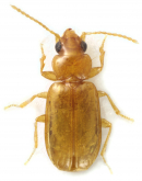 Nothoderis rufotestacea Hayward, 1900