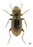 Notiophilus biguttatus Fabricius, 1779: 222 (Elaphrus)