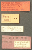 Odontocheila chiriquina Bates, 18817