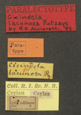 Cylindera (Oligoma) lacunosa (Putzeys, 1875)