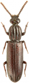 Omoglymmius (Boreoglymmius) americanus (Castelnau, 1836)