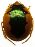 Omophron (Omophron) bicolor Andrewes, 1919