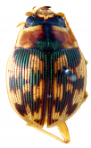 Omophron (Omophron) striaticeps Gestro, 1888