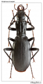 Omphreus (Paromphreus) krueperi Reitter, 1885
