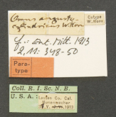 Omus angustocylindricus W.Horn, 1913