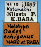 Oodes echigonus Habu & Baba, 1960b: 31