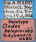 Oodes helopioides tokyoensis Habu, 1956b: 82