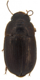 Oosoma gyllenhalii (Dejean, 1829)