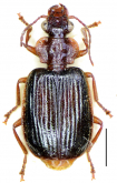 Orionella kathmanduensis (Kirschenhofer, 1994)