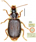 Orionella lewisii (Bates, 1873)