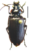 Orthogonius meghalayaensis Tian & Deuve, 2016