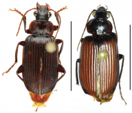 Orthogonius variabilis Tian, Deuve & Felix, 2012